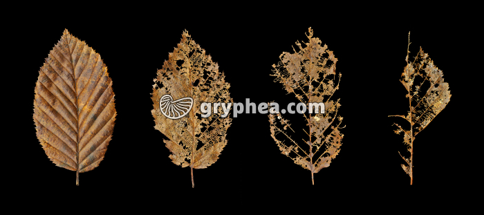Décomposition d'une feuille Charme (étapes) - gryphea.com